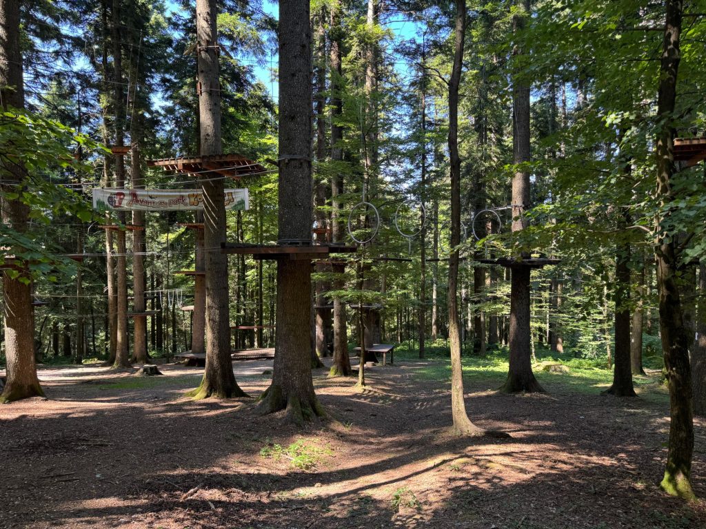 parcours accrobranche avec plateformes et ponts de singe installés dans une forêt de sapins ensoleillée