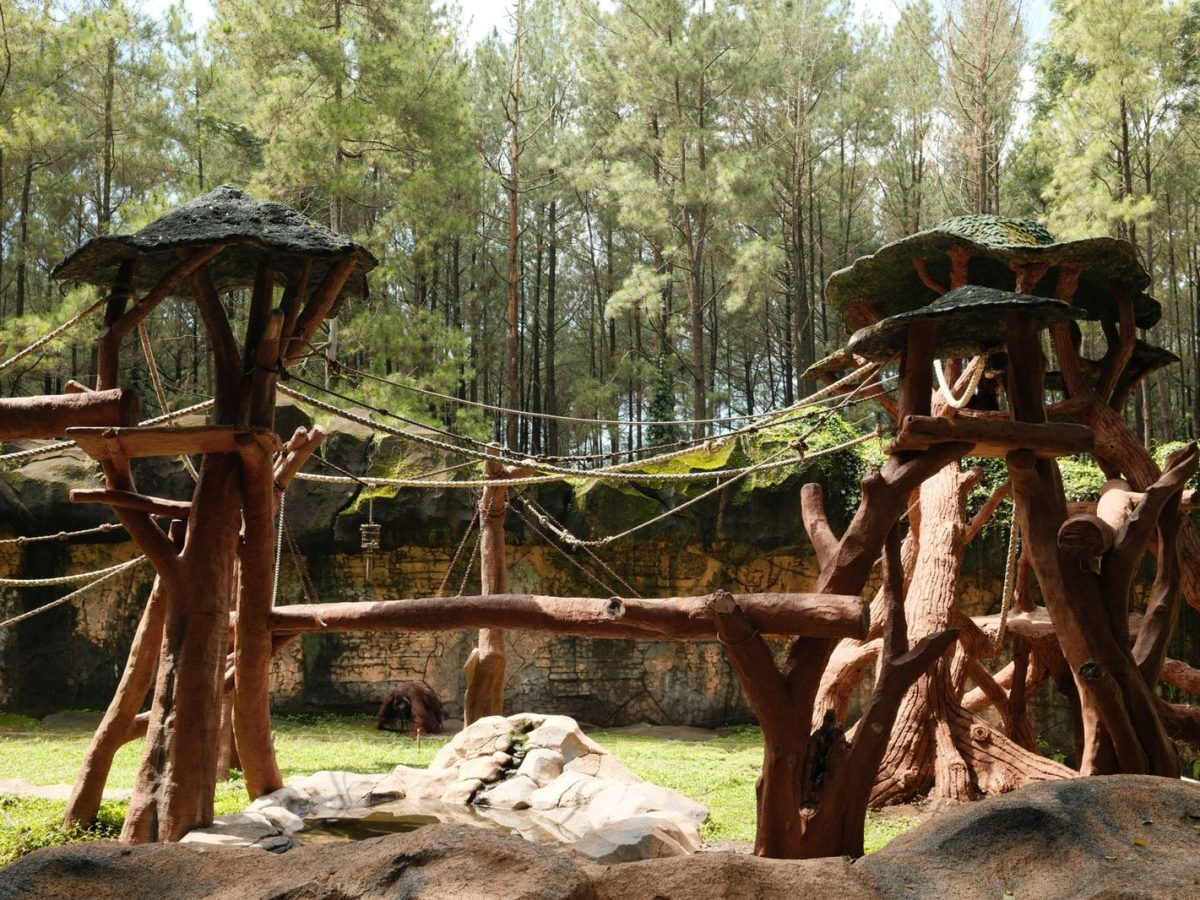 Structure en bois d un parcours accrobranche en foret