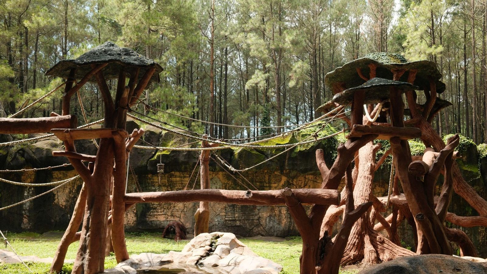 Structure en bois d un parcours accrobranche en foret