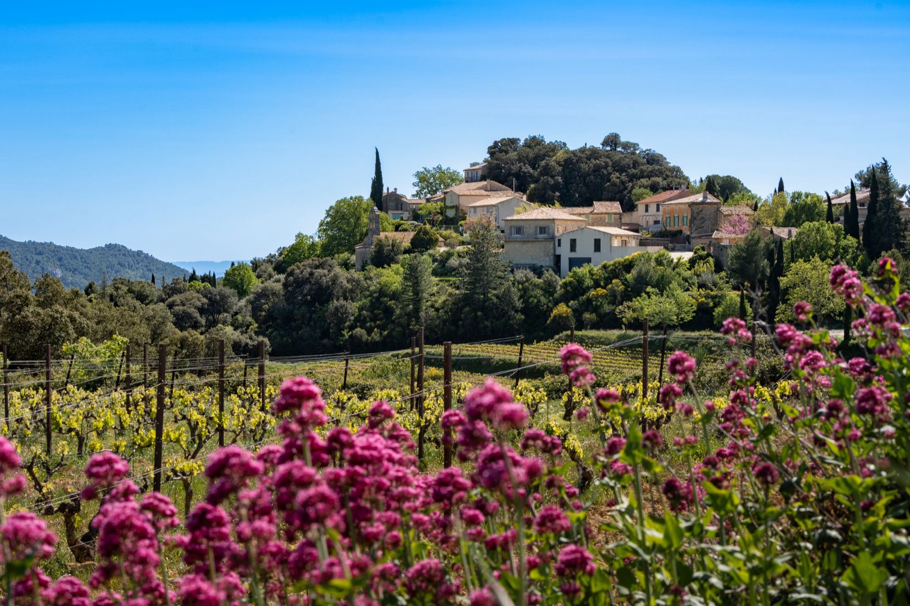 village perché de Suzette au-dessus des vignes, Dentelles de Montmirail