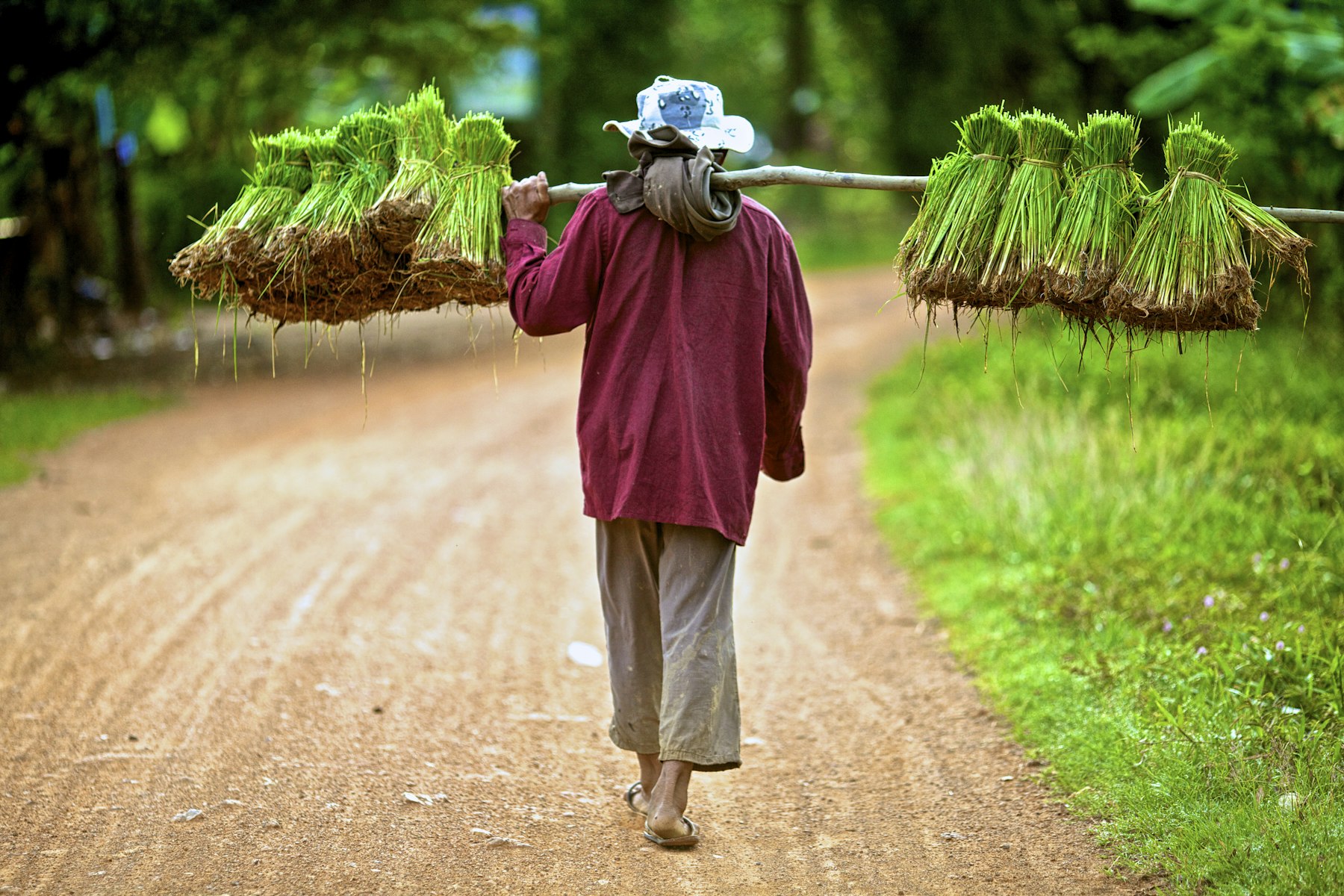 paysan cambodgien portant sur l'épaule une palanche chargée de plants de riz, foulard noué autour du cou, sur une piste de terre