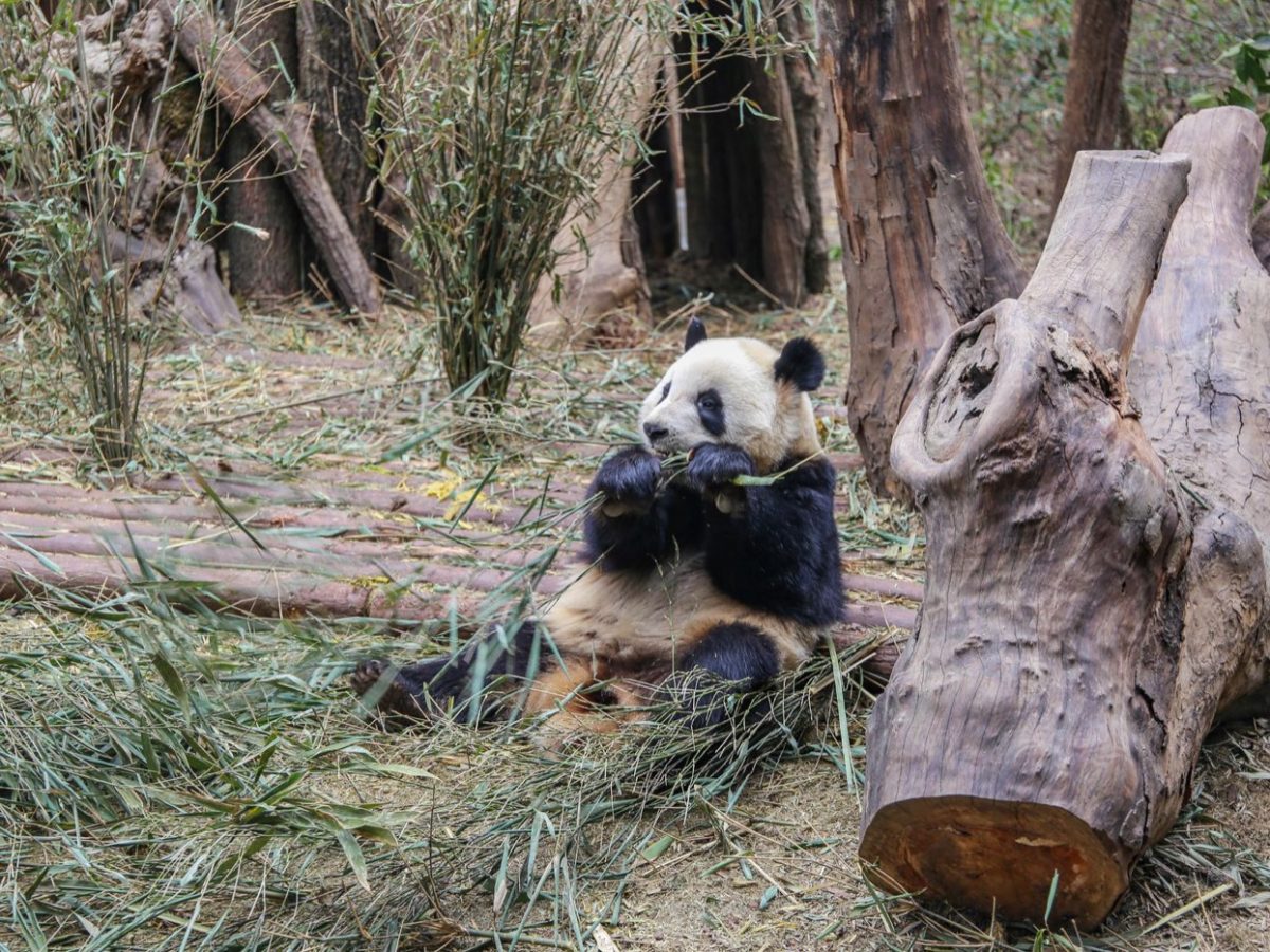 Zoo de Beauval : les tarifs et le sac à prévoir avant d'y aller