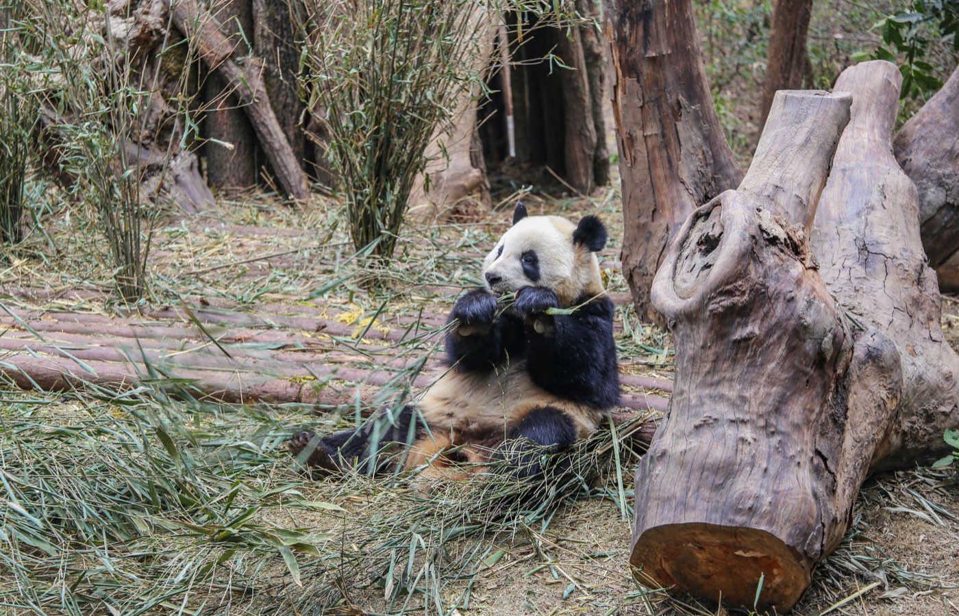Zoo de Beauval : les tarifs et le sac à prévoir avant d'y aller